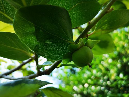 ���μ¤⤢�ޤ�