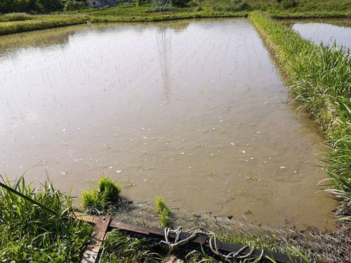 ����ʬ���������󥰤��Ƶٷ�