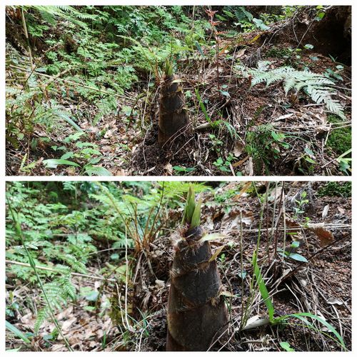 ���Ф��Ƥ��ޤ�����