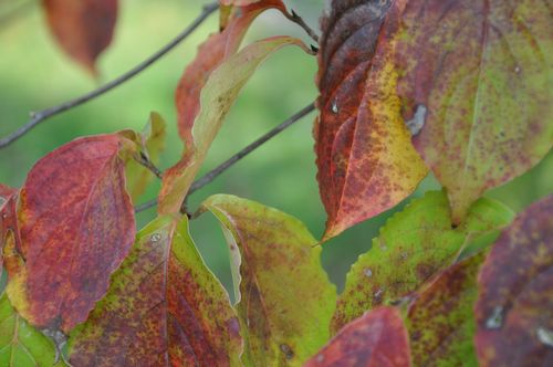 ヤマボウシの葉が紅葉していました