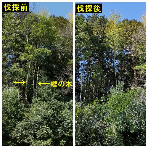 Ȳ������Ȳ�θ�Ǥ�