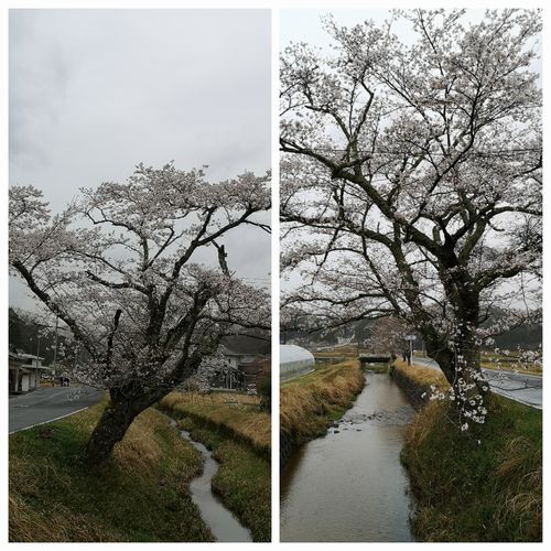 �����ˤʤĤ��Τϰ����ᤤ���Ǥ�