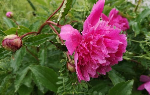 ¥·¥ã¥¯¥ä¥¯¤¬±«¤ËǨ¤ì¤Æ¿§Á¯¤ä¤«