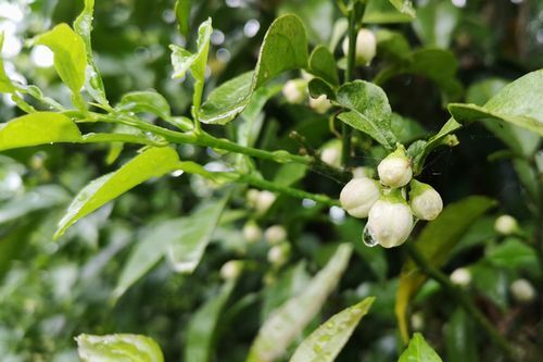 ¥æ¥º¤Ï¤Þ¤À¥Ä¥Ü¥ß¤Ç¤¹