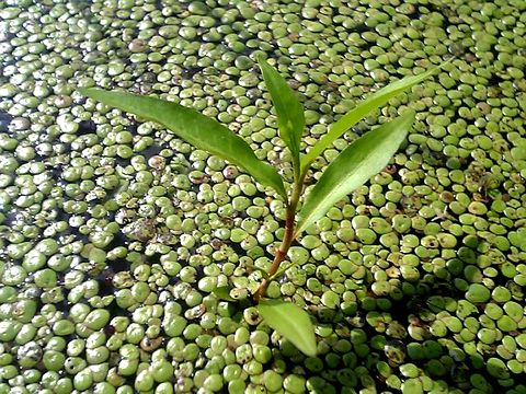 ���ǡʤ��ǲʡ�