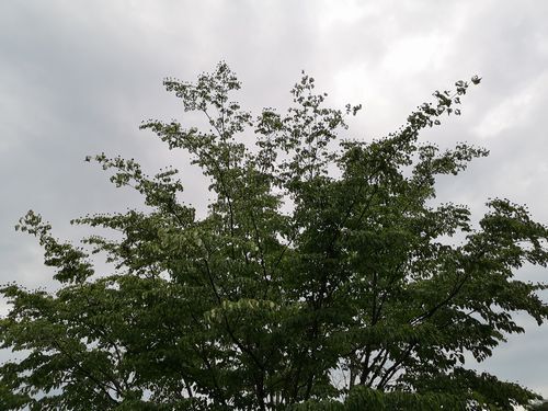 遠くの方で鳴いていたので