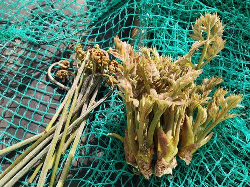 �Ϥ��Ǥ�����������μ褷�ޤ�����