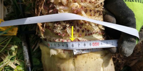 £µ£¶¥»¥ó¥Á¤â¤¢¤ê¤Þ¤·¤¿