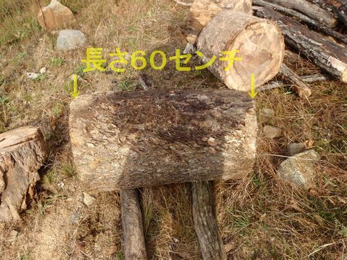 今日は直径45センチ以上の大物も仕留めました
