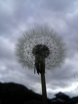 タンポポ 空