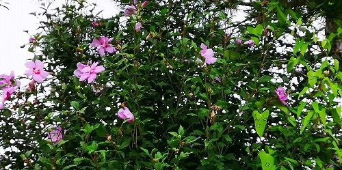 �९����餭³���Ƥ��ޤ�