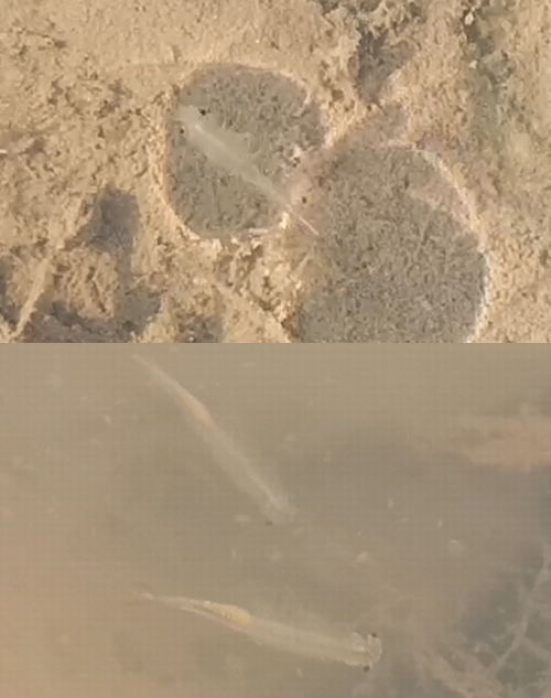 �ۥ��ͥ󥨥� (2)