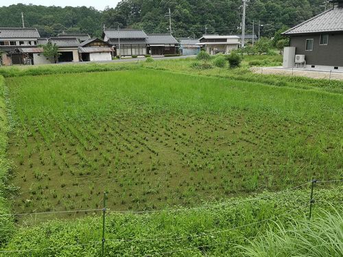 シカの食害です