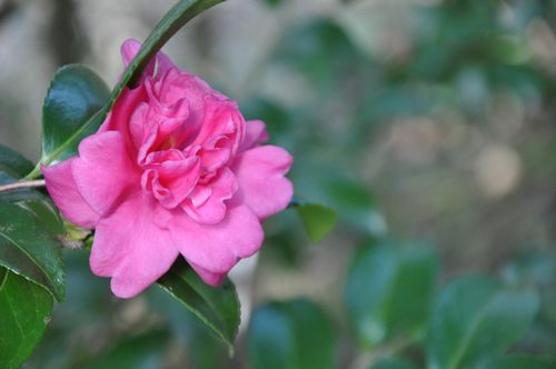 山茶花も咲きはじめました
