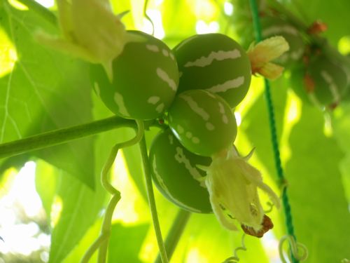 �ʤ�ȣ��ĤΥ����ʥ凉���ᥦ��Ǥ�