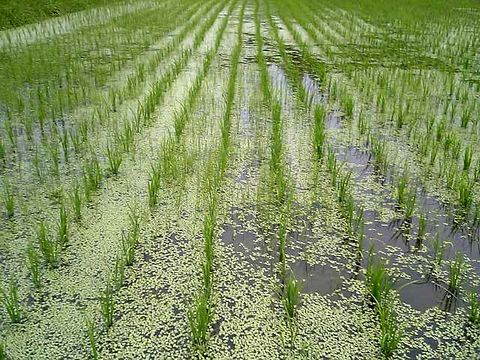 ʿ������ǯ���������֤����̤Υҥ��������Ƥ��ޤ���