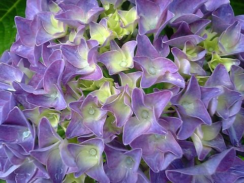 ���۲֡ʤ椭�Τ����ʡˤ�����