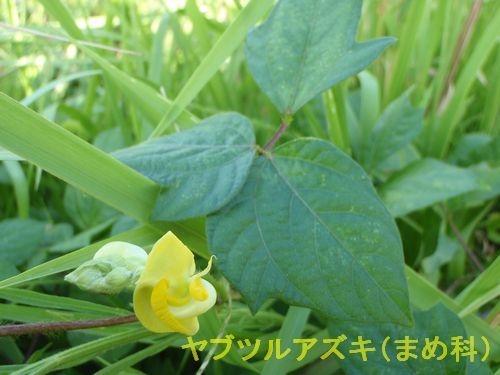 ?����֥ĥ륢�����ʤޤ�ʡ�