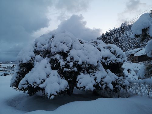 ¶âÌÚºÔ¤â½Å¤½¤¦¤ÊÀã˹»Ò