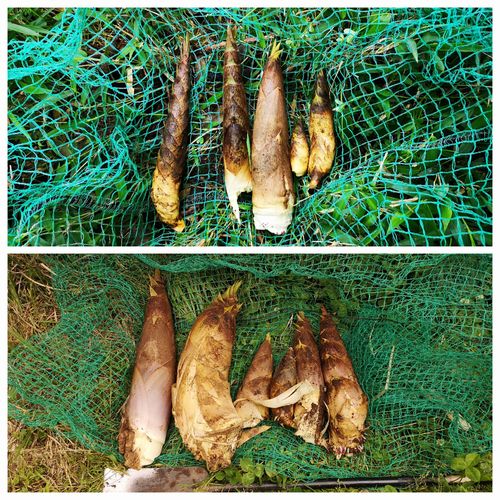 ¥¿¥±¥Î¥³·¡¤ê½ªÎ»