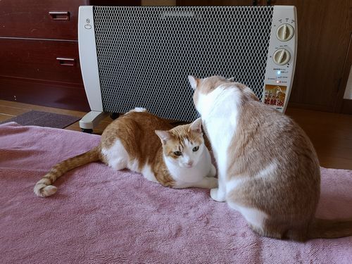 ����������˼�ϱ��ֳ�����˼���Ρ֥ޥ����δ�����פǤ���