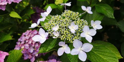 Çß±«¤Î²Ö»çÍÛ²Ö¤¬åºÎï¤Ç¤¹