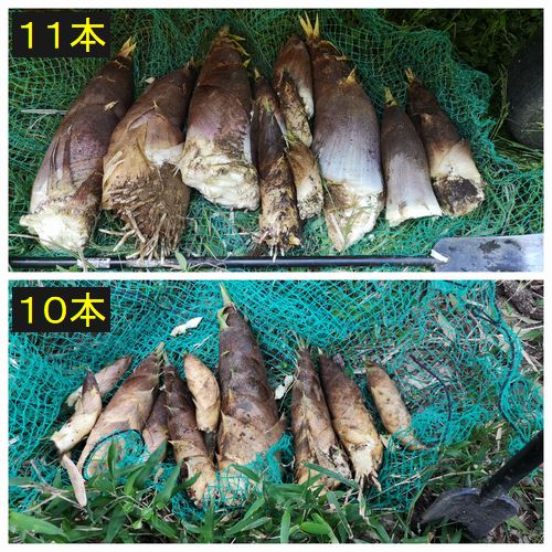 £µ·î£´Æü¤Ë·¡¤Ã¤¿