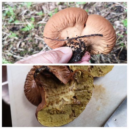 �⤦��Ĥ�������ä��ڤä��Ȥ���