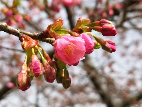 �������ˤ褦�䤯�餭�Ϥ�ޤ���