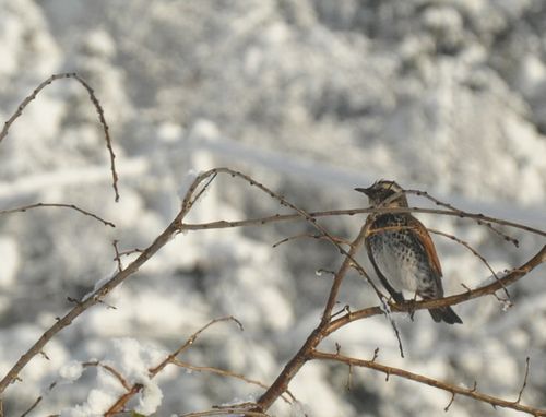 ��Ļ����ǯ�ΰ�������ޤ�����