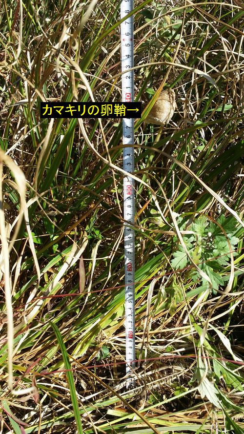 ���ޥ�������ʤ�󤷤礦�ˤ򸫤Ĥ��ޤ���