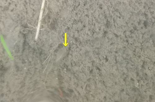 ¹È¥«¥Ö¥È¥¨¥Ó¤ò¿¿ô³Îǧ¤·¤Þ¤·¤¿