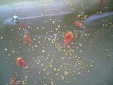餌を食べる