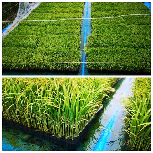 ����Ĥ������ü�Ǥ���