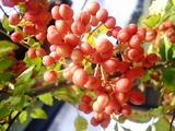 ���󥷥祦�μ�