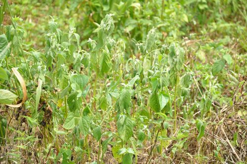 ? そのほかの雑草も葉がしおれてぐったりです。