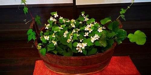 ÀµÌ̤ˤÏÌîÁð¤Î¥É¥¯¥À¥ß¤¬