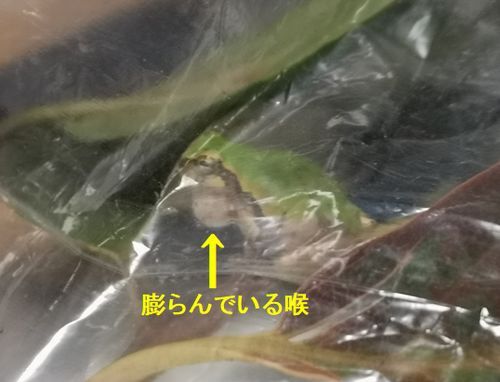 ¸«¤ë¤È¹¢¤òËĤé¤Þ¤·¤Æ¤¤¤Þ¤¹