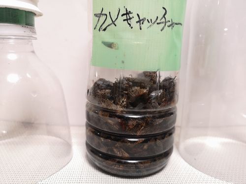 ����ʤ����̤���ͤ����Τ�����ƤϤ���ƤǤ���