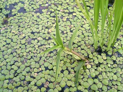 ���ܥ����ʤĤ椯���ʡ�