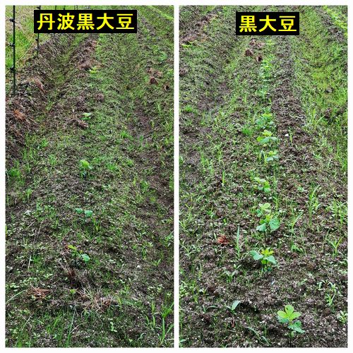 丹波黒大豆の発芽率は悪いです