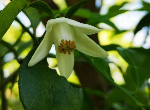 �楺�β֤��餭�Ϥ�ޤ���