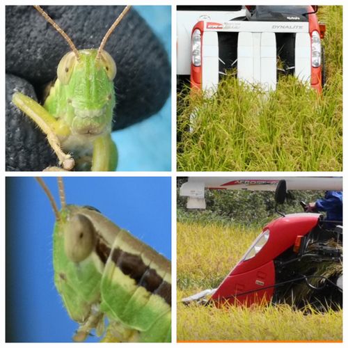 ����Х���δ��