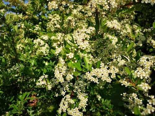 �ԥ饫�󥵥��������˶�Ť��Ƥ����ޤ�