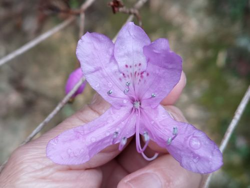 �ХΥߥĥХĥĥ��ϣ�����