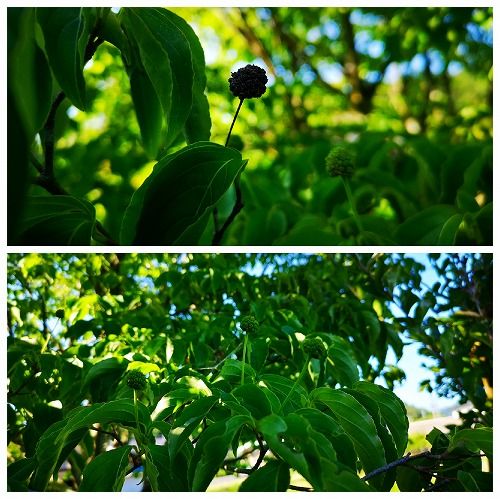 ¥ä¥Þ¥Ü¥¦¥·