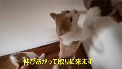 ���Ӥ����äƼ�����ޤ�