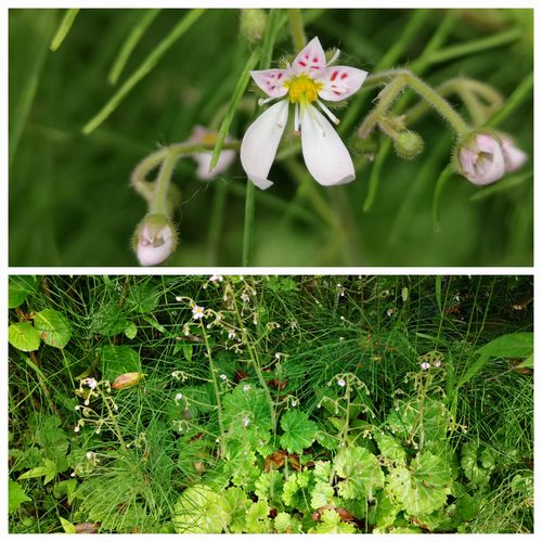 ¥æ¥¥Î¥·¥¿¤âºé¤»Ï¤á¤Þ¤·¤¿