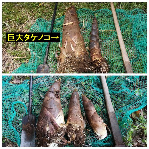 ����Ϥޤ��ޤ��Ǥ���