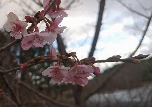 ���ź����餭�Ϥ�Ƥ��ޤ���